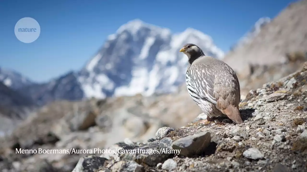 Mount Everest’s harsh heights shelter a rich array of life