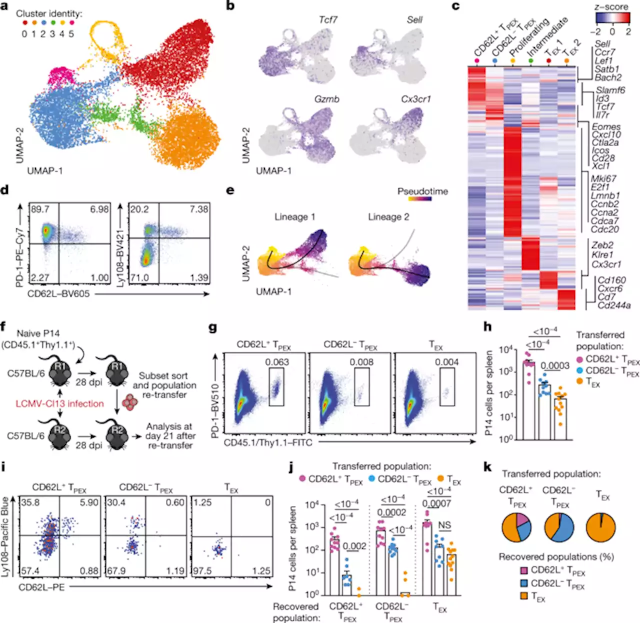 MYB orchestrates T cell exhaustion and response to checkpoint inhibition - Nature