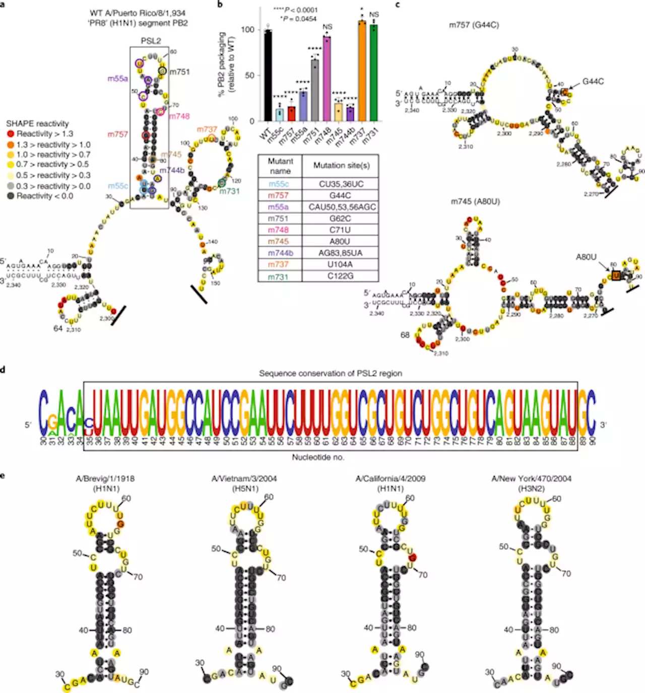 Programmable antivirals targeting critical conserved viral RNA secondary structures from influenza A virus and SARS-CoV-2 - Nature Medicine