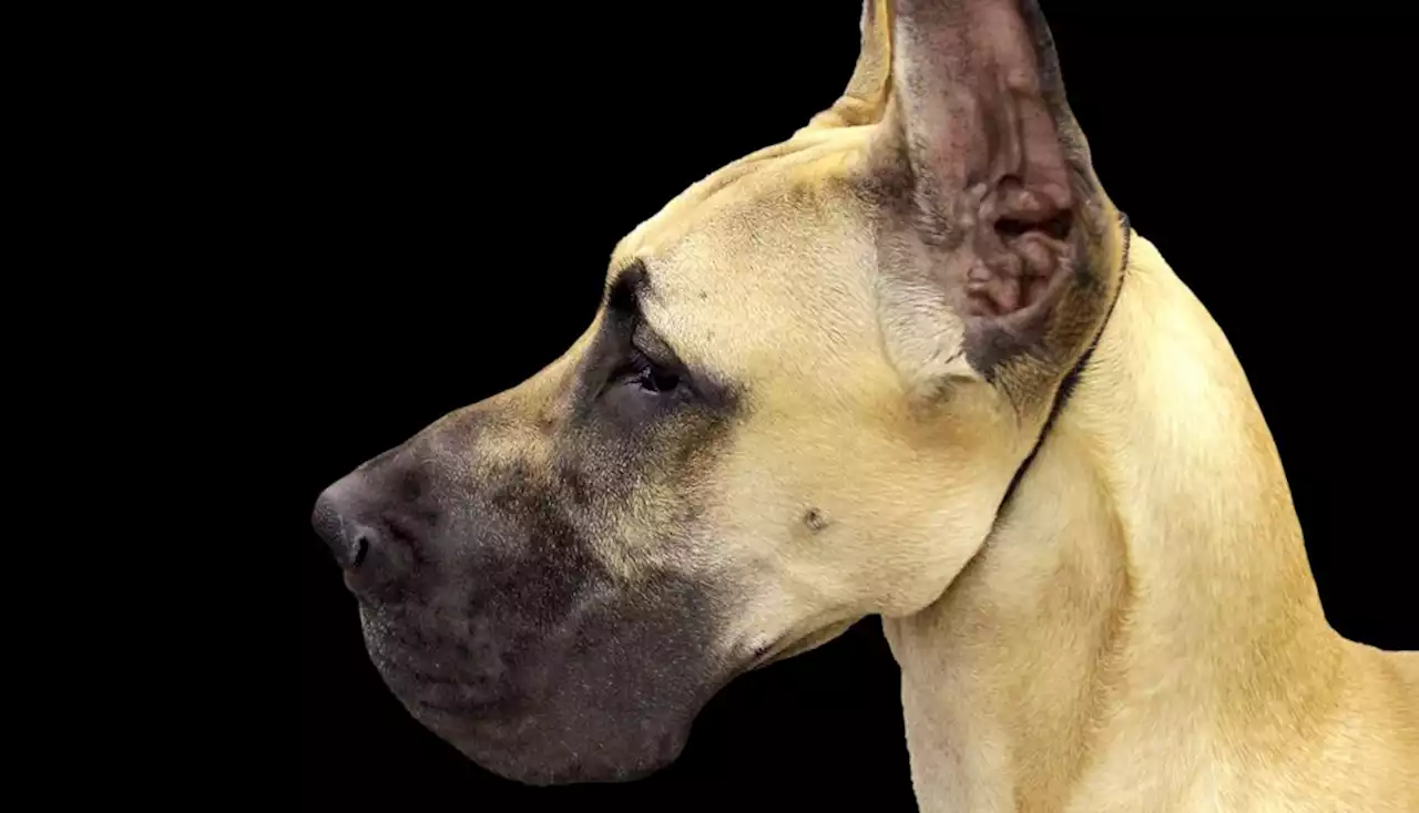 Iowa Woman Attacked and Killed by Her 5 Great Danes