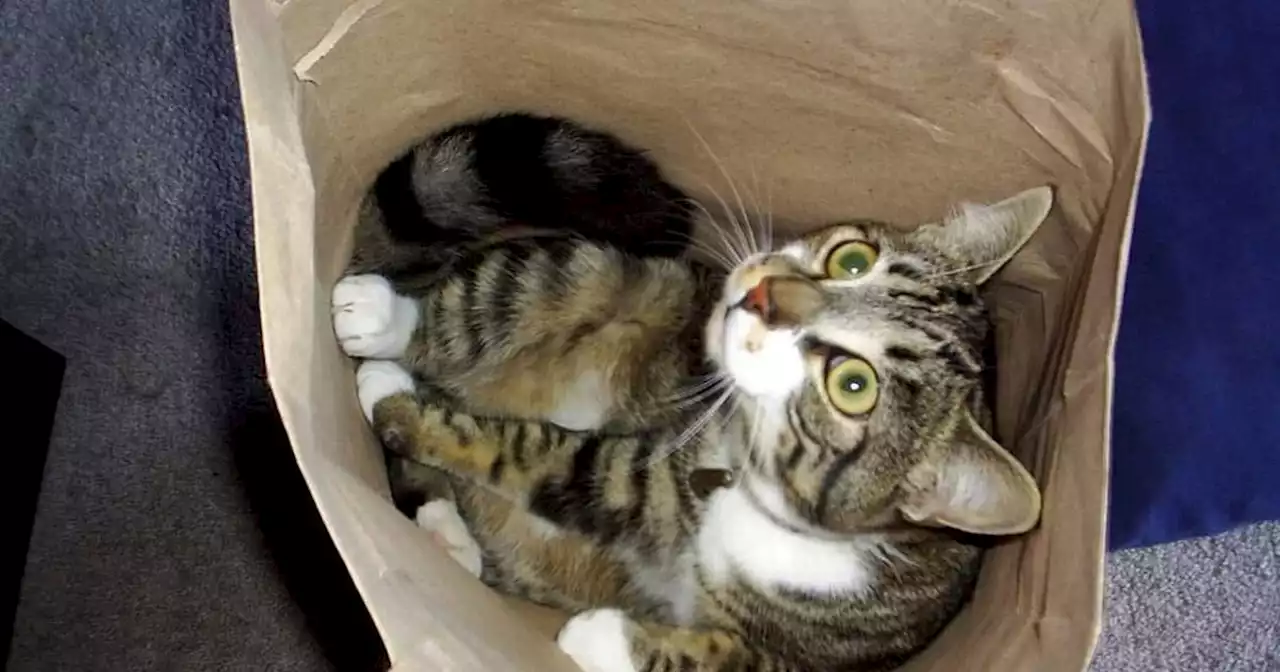 Cat missing for 11 years reunited with owner after being spotted on Facebook