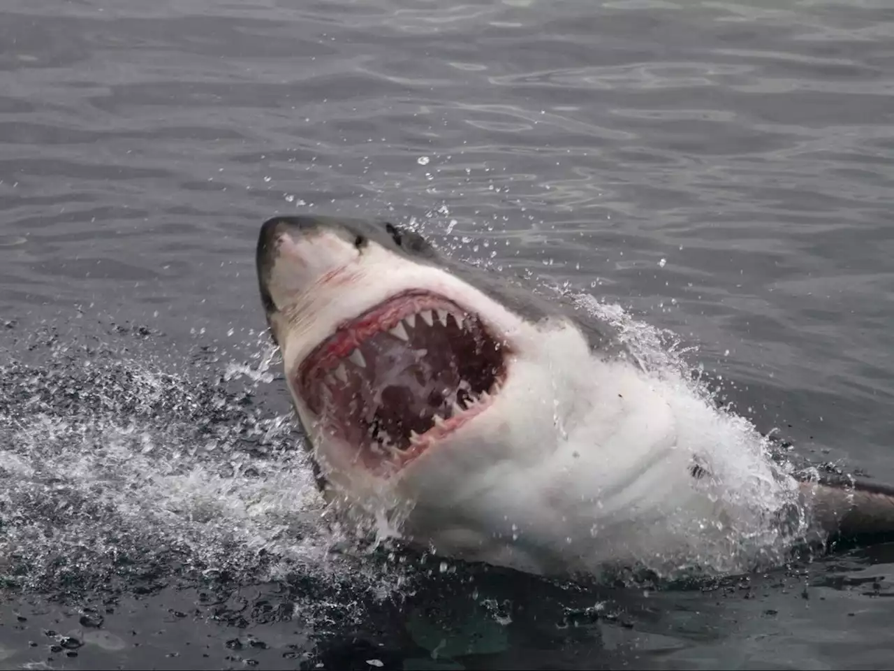 2 shark bites reported at South Carolina's most popular beach