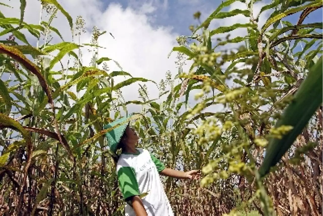 50 Ekor Sapi di Peternakan Italia Mati Keracunan |Republika Online