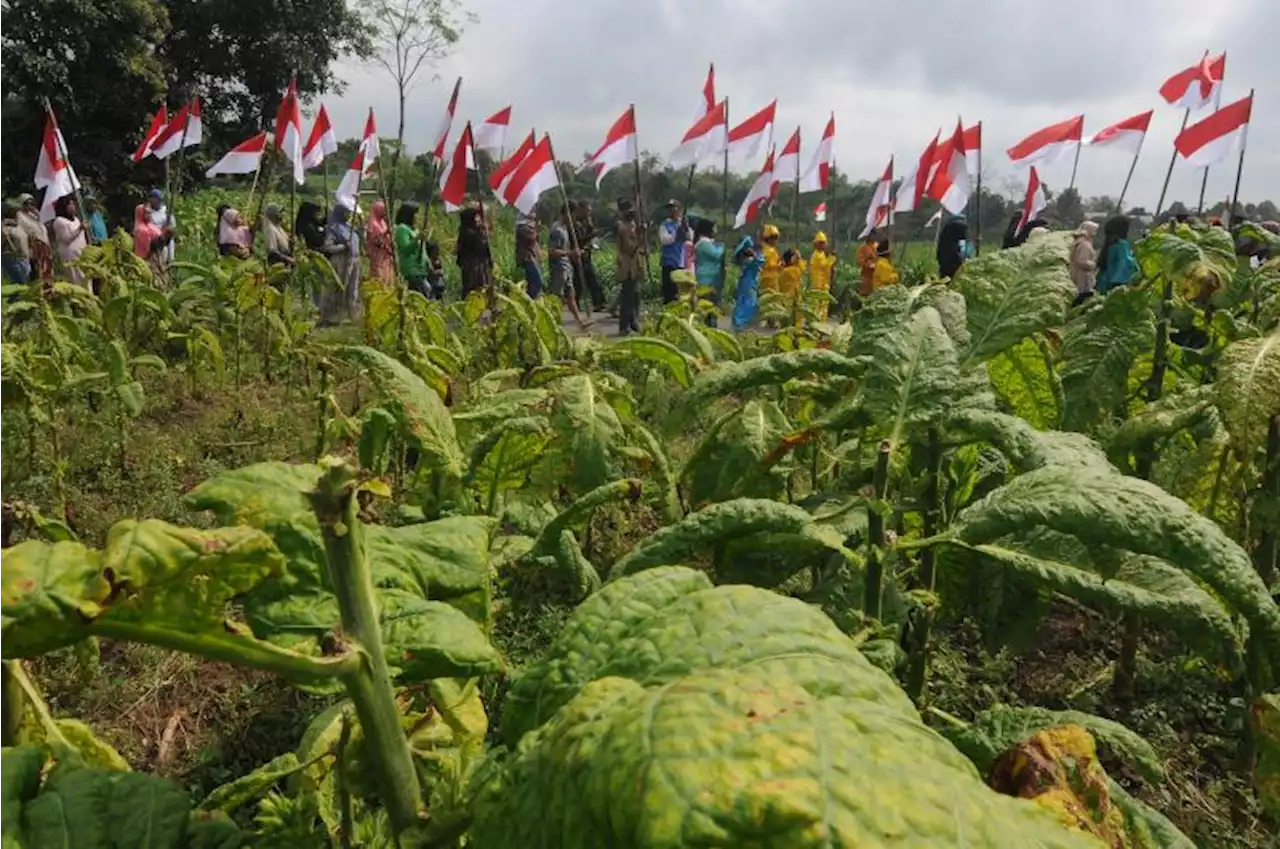 Pemkab Temanggung Gelar Festival Wiwit Panen Mbako dan Kopi |Republika Online