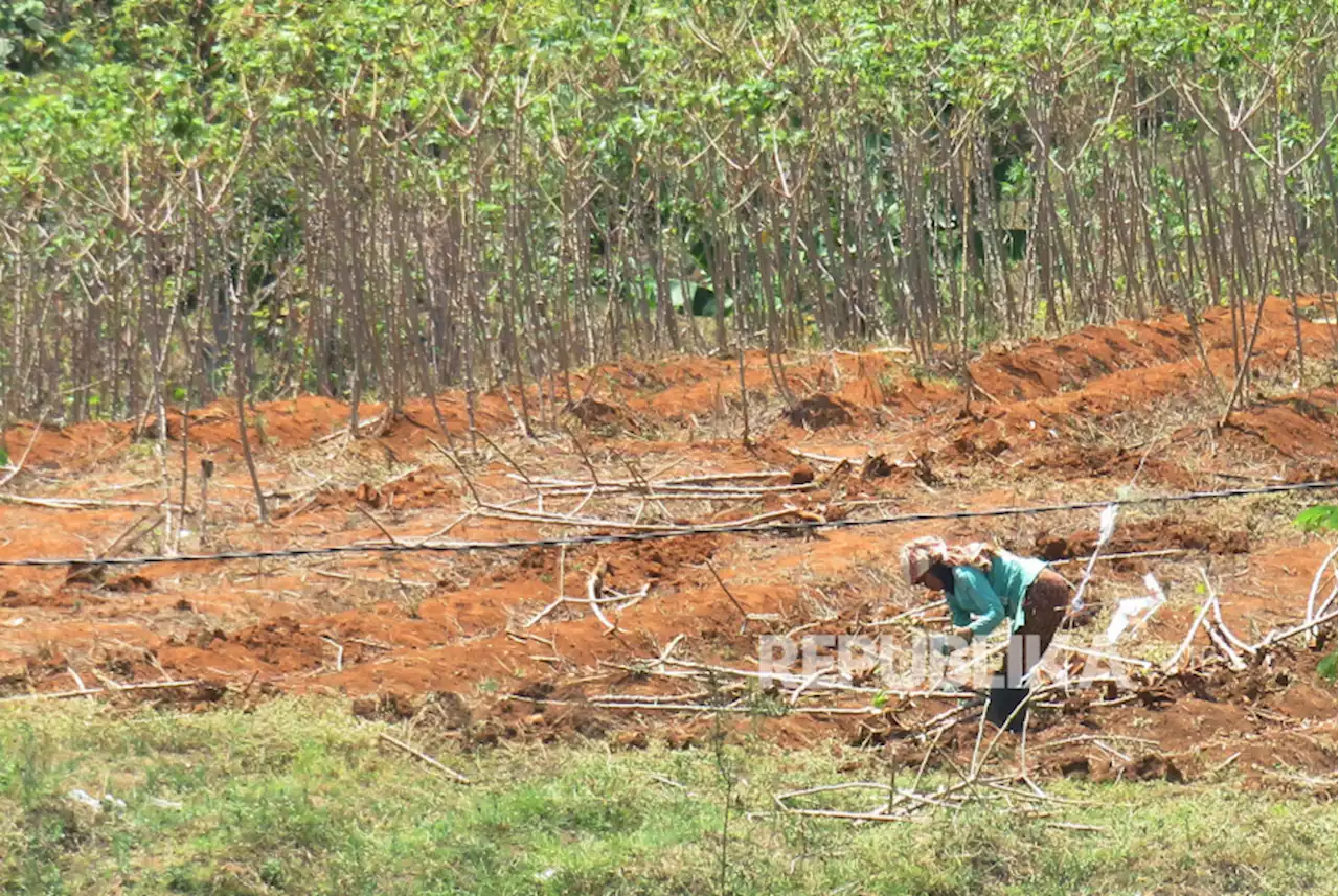 Petani Gunungkidul Diminta Segera Panen Singkong |Republika Online