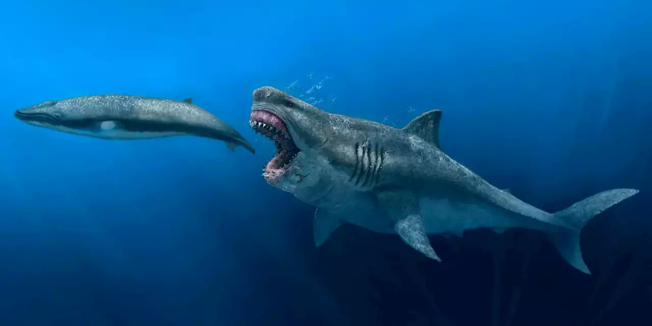 Megalodon – The Largest Shark That Ever Lived – Could Eat Prey the Size of Entire Killer Whales