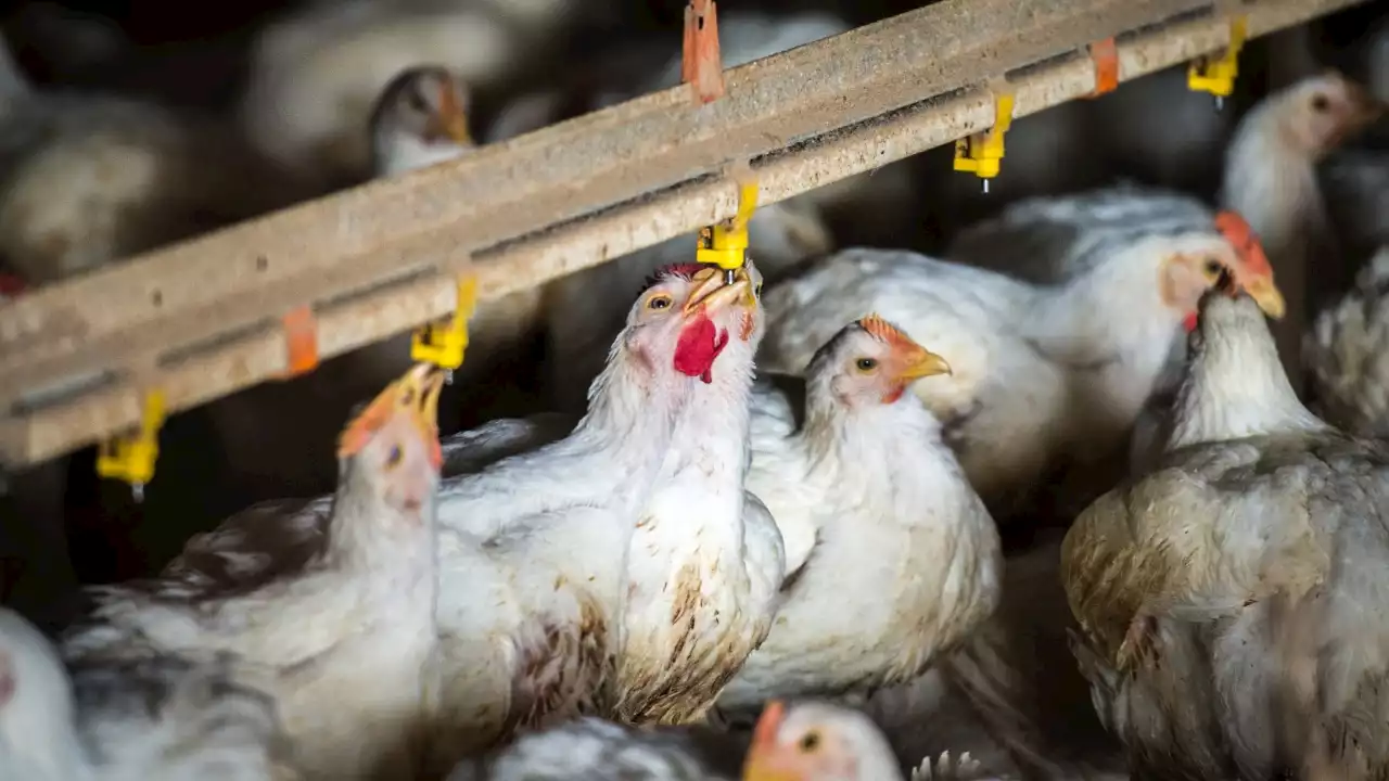 Animal welfare groups major win: Battery caged hens banned by 2036