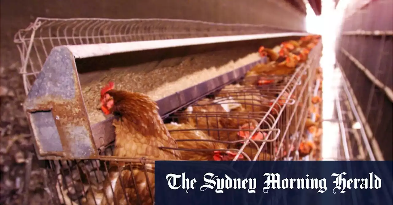 Australian hens to remain in battery cages for another 14 years