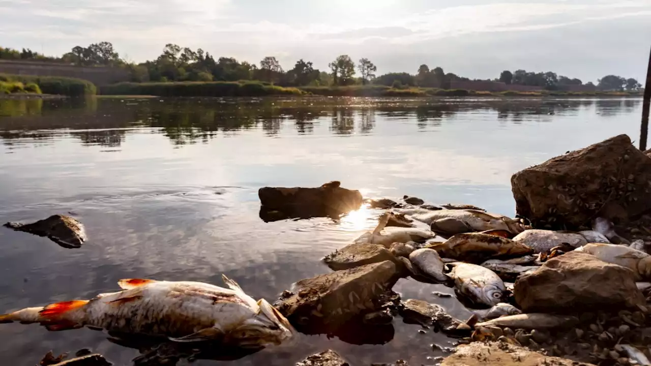 Fischsterben in der Oder: 'Schlüssel zur Aufklärung liegt in Polen'