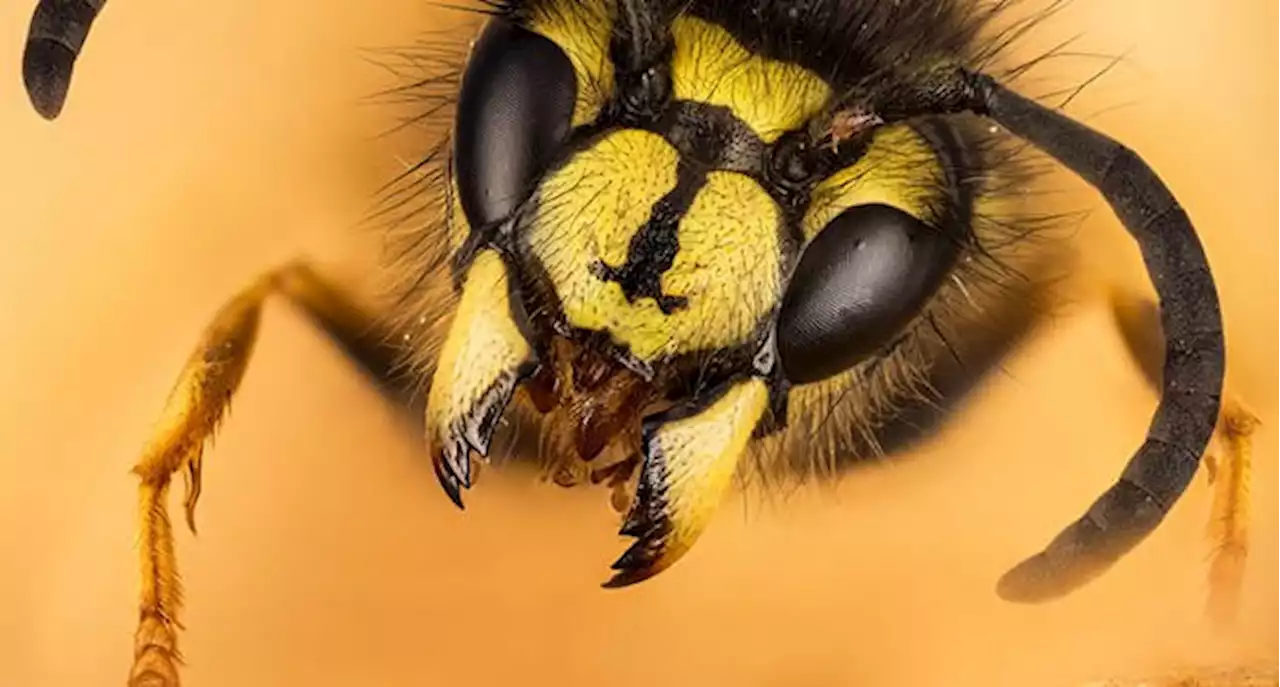 Australian wasps again threaten passenger plane