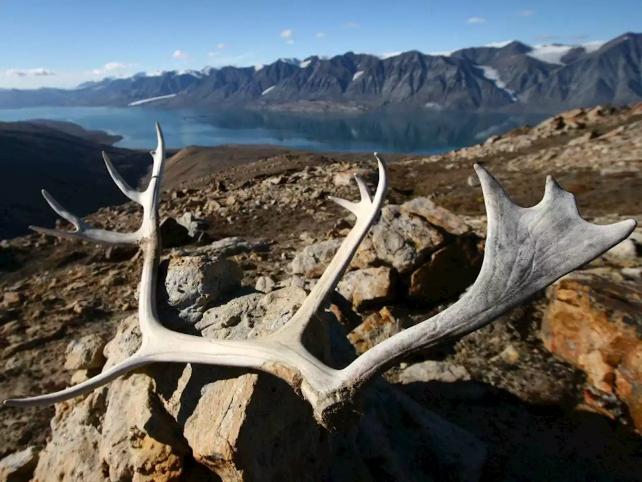 What the declining caribou populations — and total hunting ban — mean for Inuit communities in Labrador