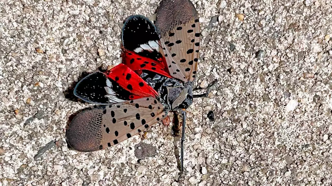 See it? Squish it! Fighting the invasive spotted lanternfly