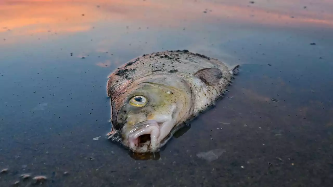 Fischsterben in Oder: Fragen und Ablenkungsmanöver in Polen