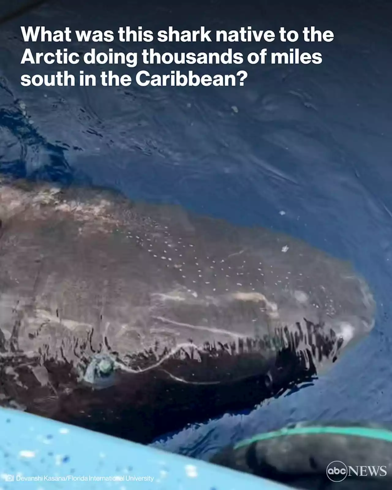 Shark native to the Arctic found thousands of miles south in the Caribbean