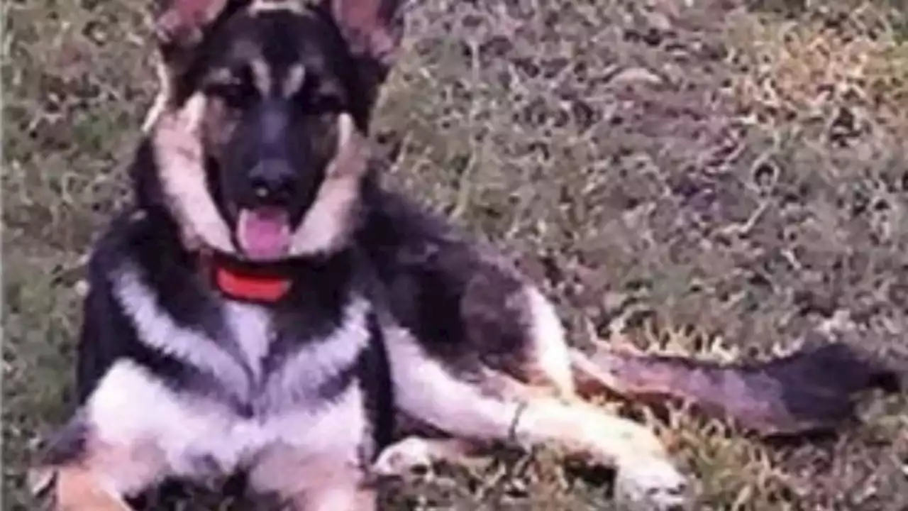 German shepherd stolen nearly 5 years ago found over 600 miles from its Texas home