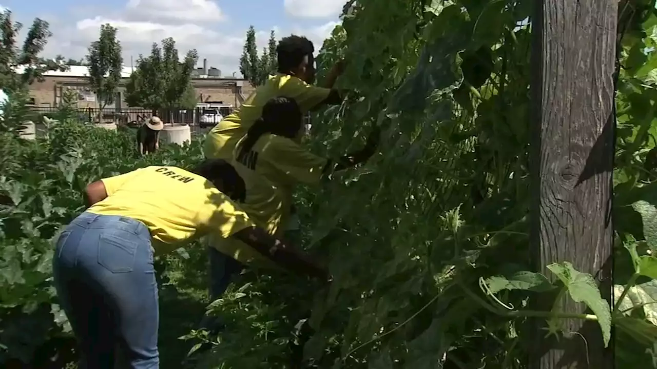 Growing Solutions Farm in Chicago teaches life, job skills to CPS students with autism