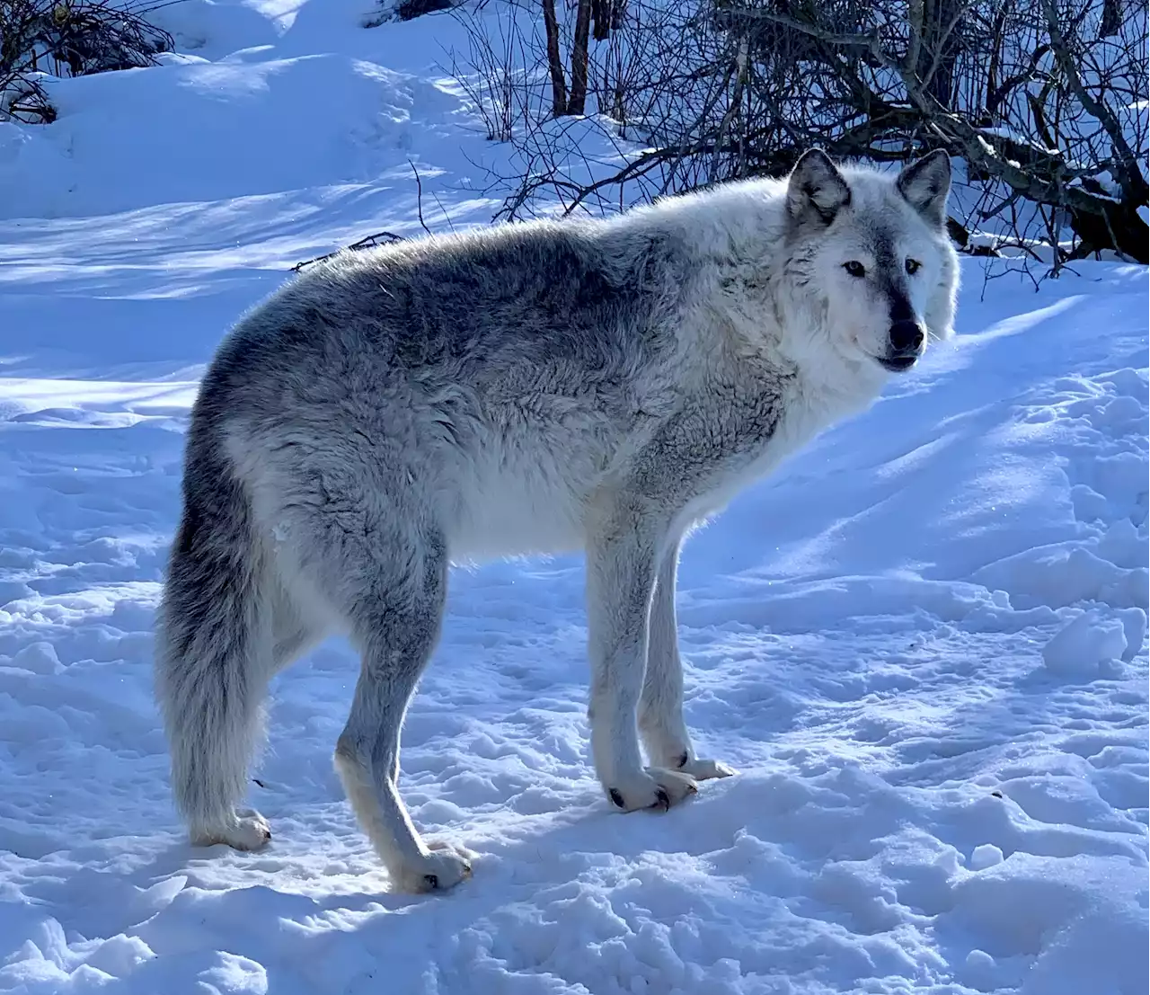 Death of Alaska Zoo's lone wolf, Windy, signals end to resident wolf pack's reign - Alaska Public Media