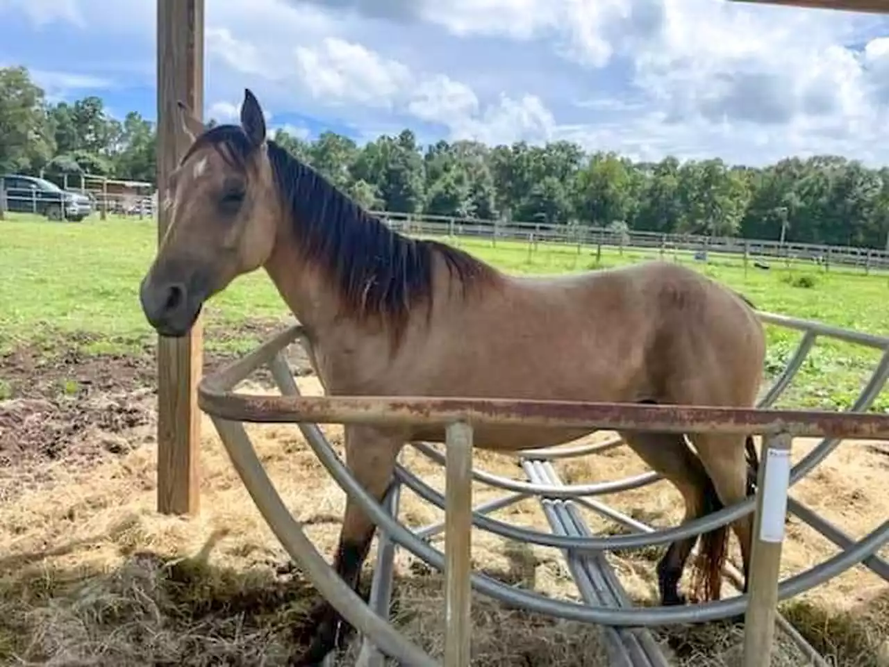 Horse somehow gets stuck in hay feeder near Florida-Alabama state line