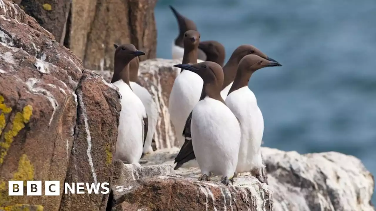 Global pandemic fears on islands hit by bird flu