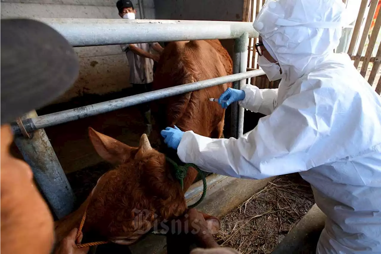 Satgas: Dalam 3 Minggu Terakhir Virus PMK di Indonesia Terkendali