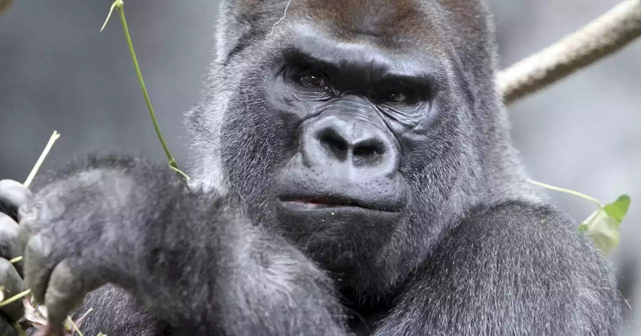 JoJo, the famed Brookfield Zoo gorilla, has died