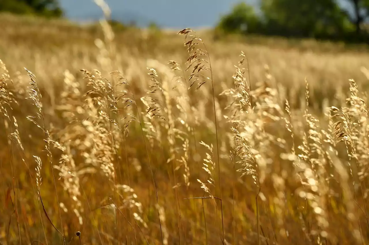 War, climate change, energy costs: How the wheat market has been upended