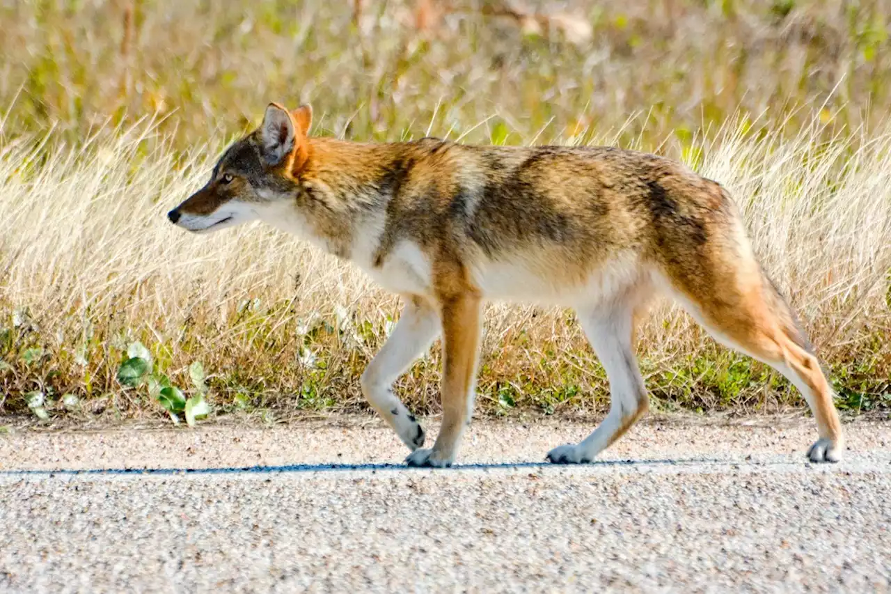 Instagram video captures what may be a rare 'ghost wolf' on the Texas coast