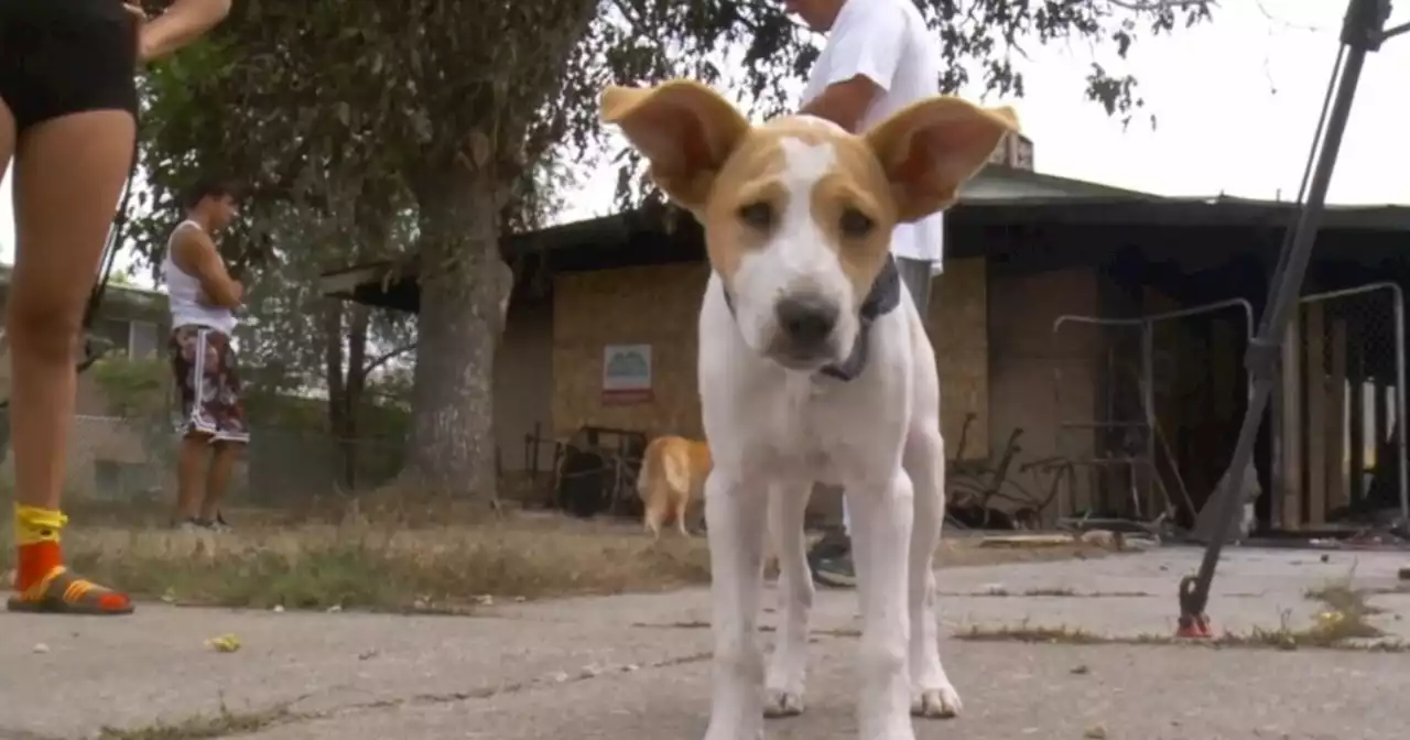 Murray family thankful after pets rescued from house fire