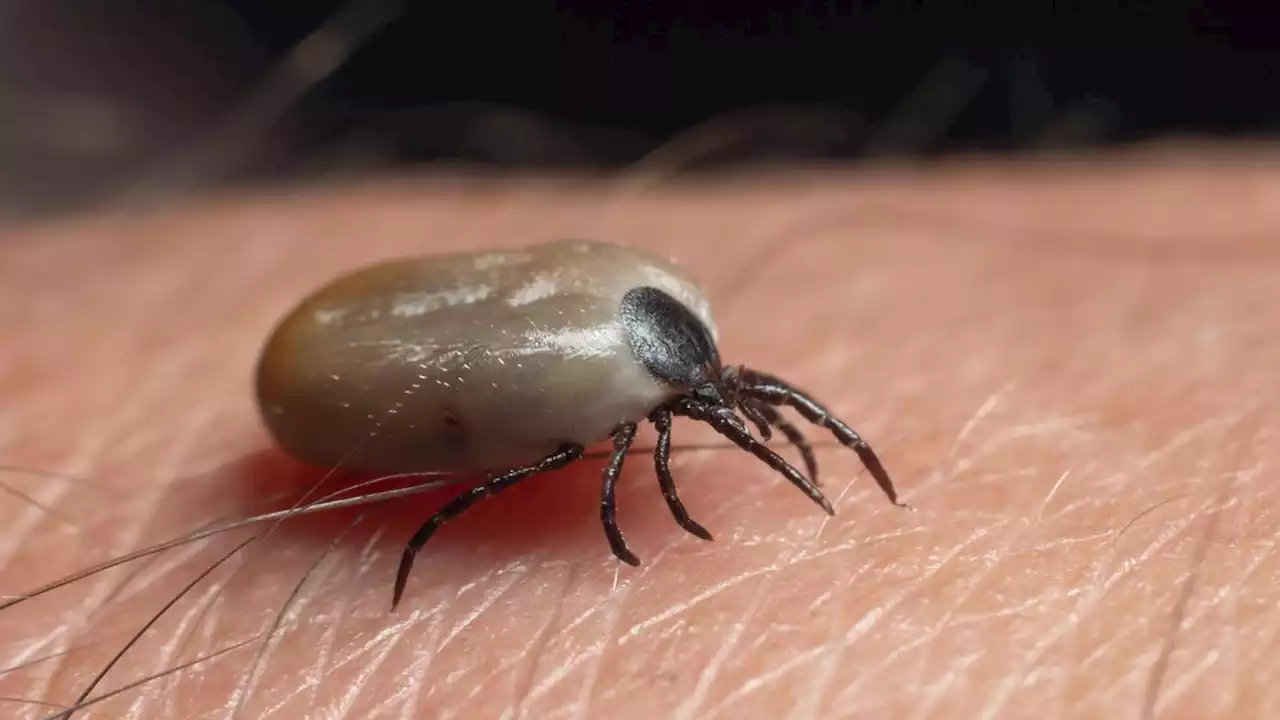 Lyme Disease Is Surging in Parts of the U.S., Insurance Data Suggests