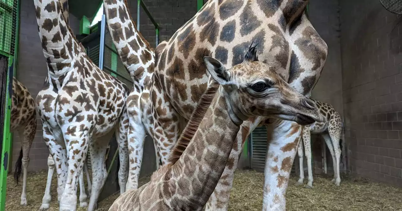 Belfast Zoo welcomes endangered giraffe calf