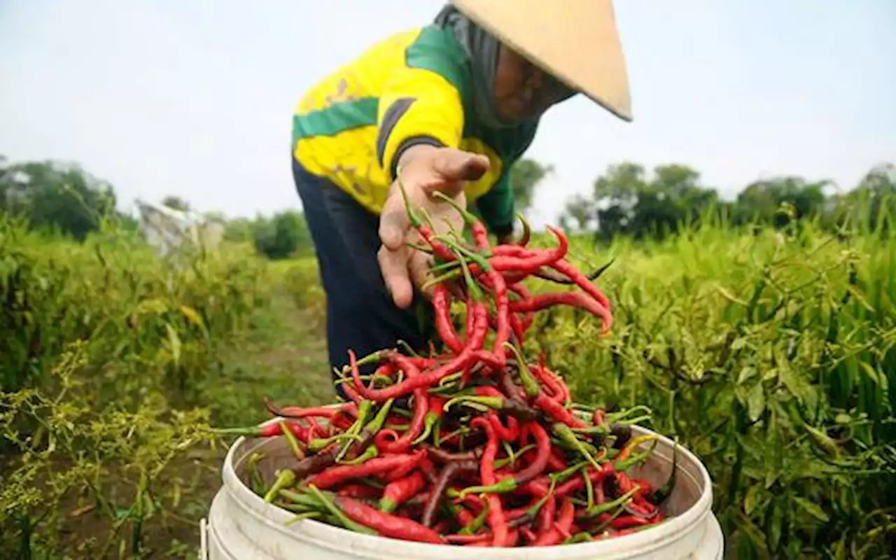 Cabai Merah Penyumbang Utama Inflasi di Sumbar pada Juli 2022