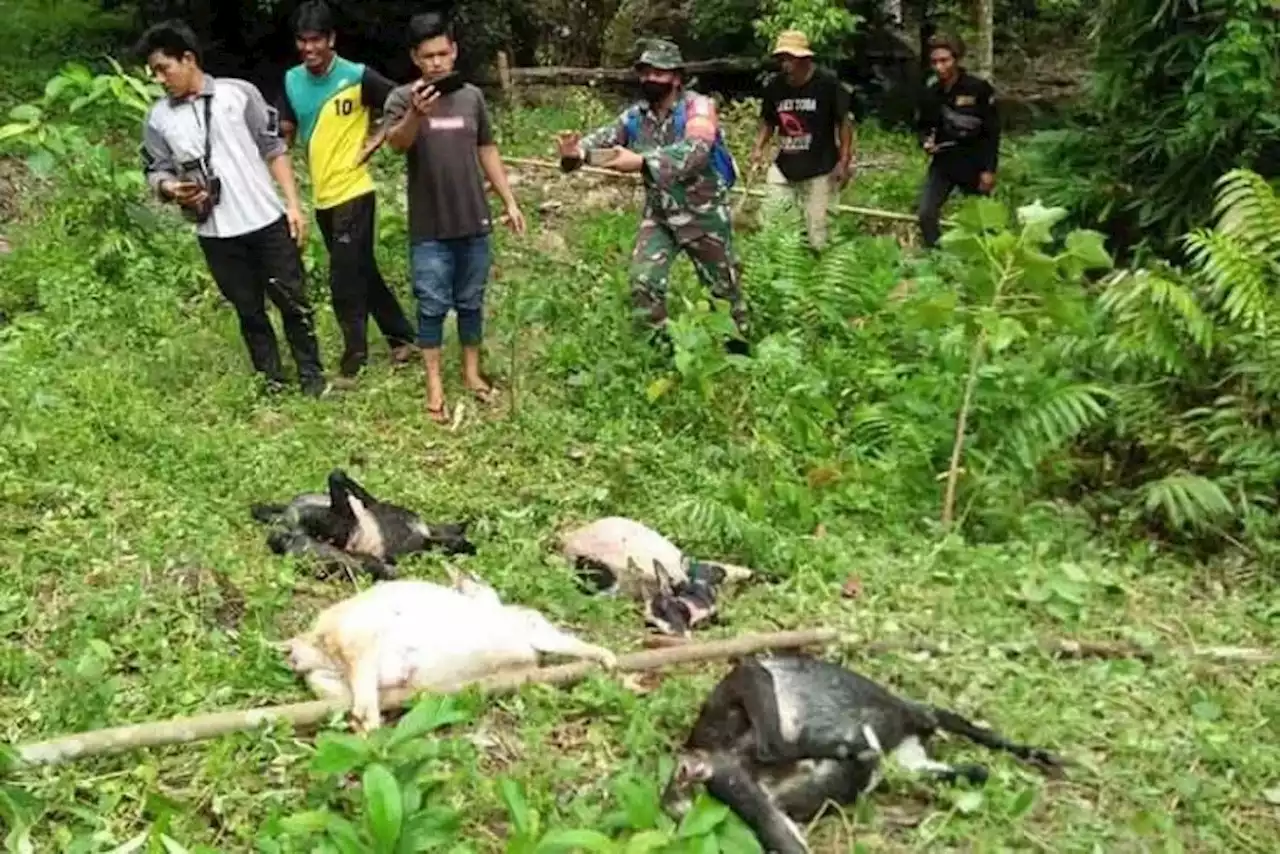 Warga Sadu Diminta Waspada, Binatang Buas Ini Masih Berkeliaran