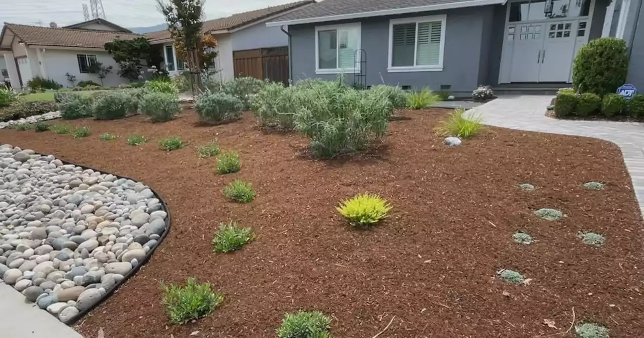 Drought-friendly lawn makeovers take root among Santa Clara County homeowners