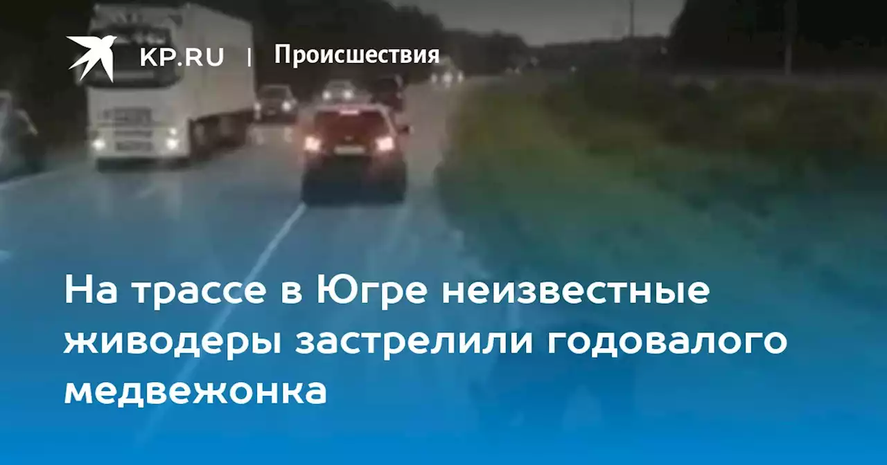 На трассе в Югре неизвестные живодеры застрелили годовалого медвежонка