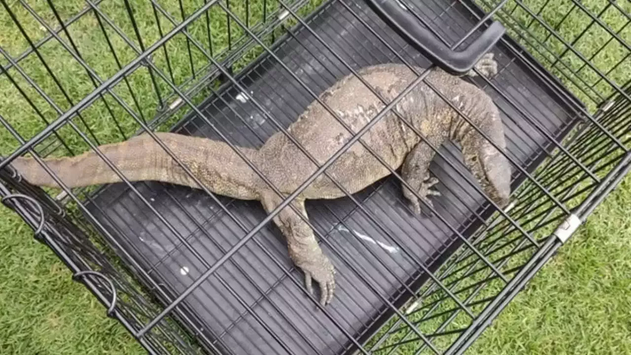 Hallan un reptil parecido a cocodrilo en embarcaderos de Xochimilco