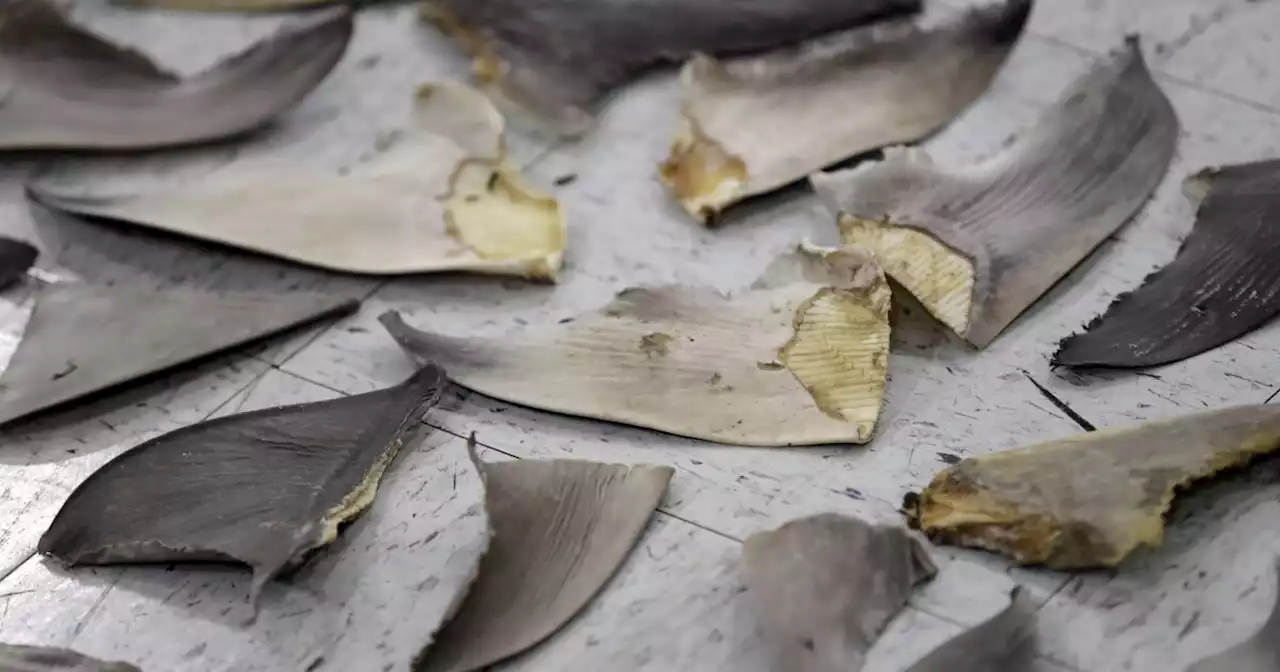 Feds target U.S. companies caught in lucrative shark fin trade