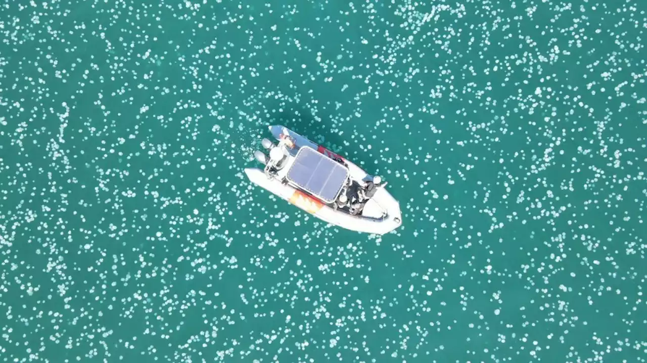 Thousands of jellyfish swarm near Israel, mesmerizing images reveal