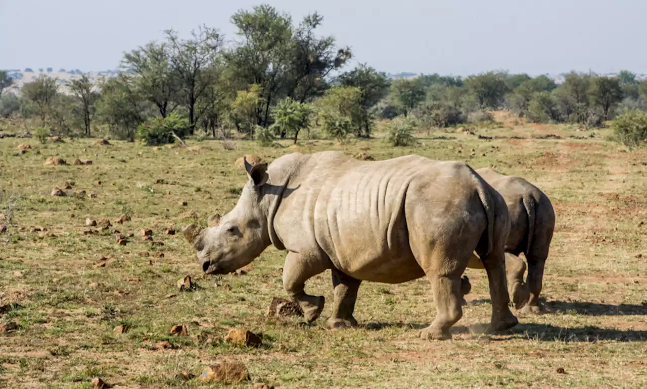 South Africa sees 59 fewer rhinos killed in the first half of 2022