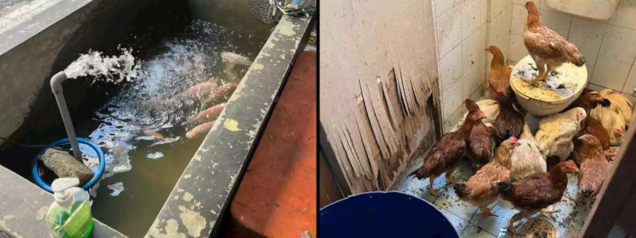 Chickens in toilets, fish in water tanks: Shah Alam health inspectors discover bizarre health hazards during inspections