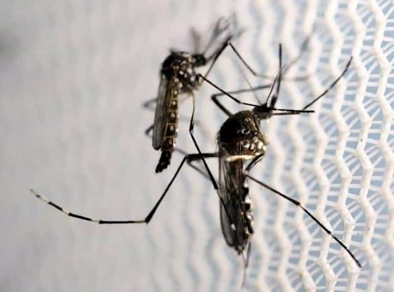 DOH records 82K dengue cases since January