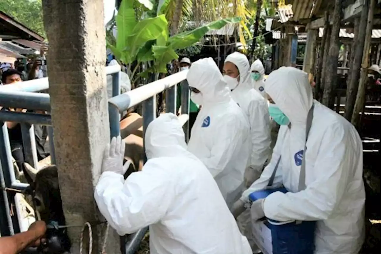 Vaksinasi Ternak Massal Tahap 2 di Jawa Tengah Dimulai