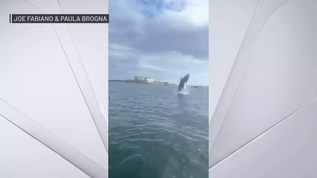 Watch: Humpback Whale Spotted in Boston Harbor