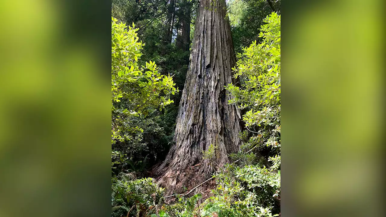 Visitors to World's Tallest Tree Could Face $5K Fine and Jail