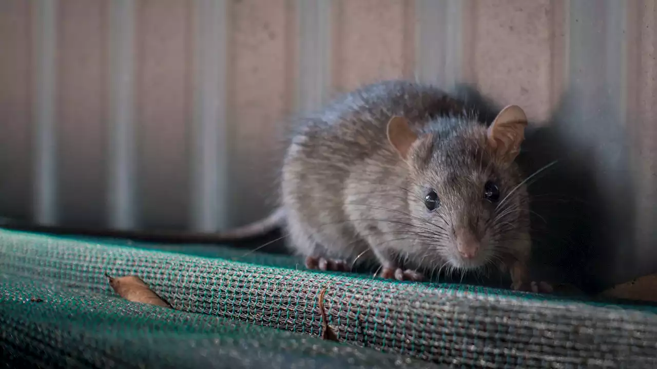 Rat Concerns Rise in Boston: ‘We need to redouble our efforts'