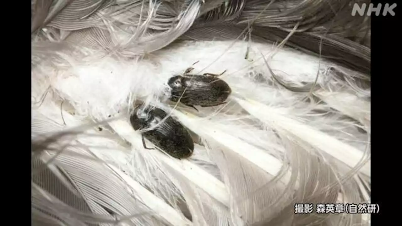 小笠原諸島 西之島で昆虫発見 大規模噴火でも生き残ったか | NHK