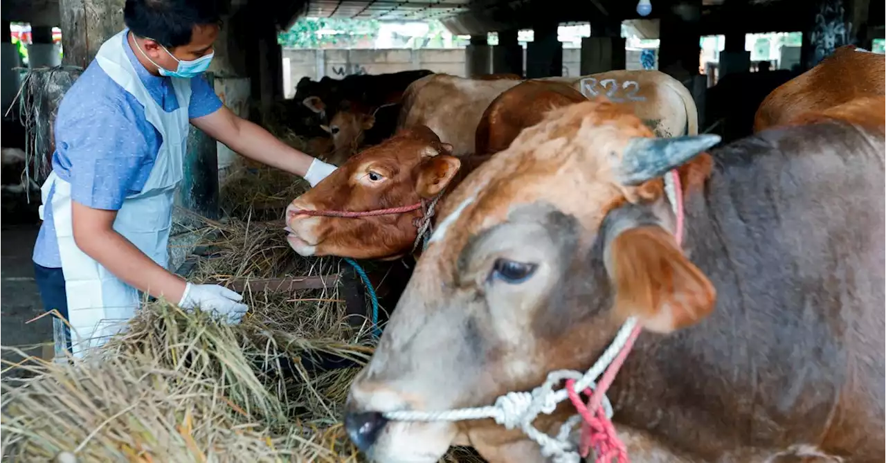 Indonesia aiming to get foot and mouth disease under control by year-end