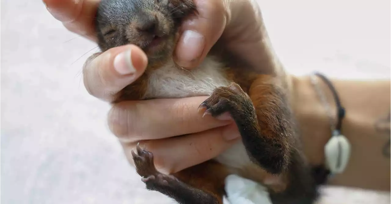 Shelter rescues parched animals as France bakes in third heatwave