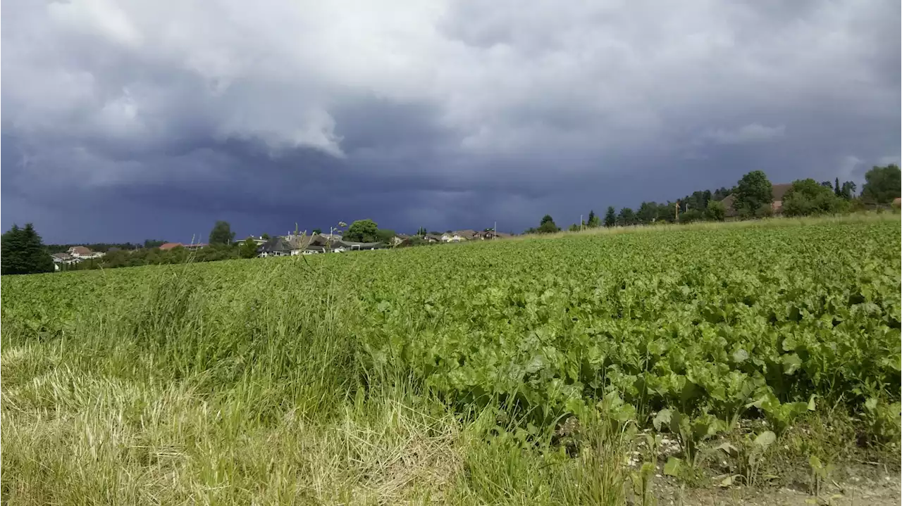 Rüben gedeihen – Regen fehlt - Schweizer Bauer