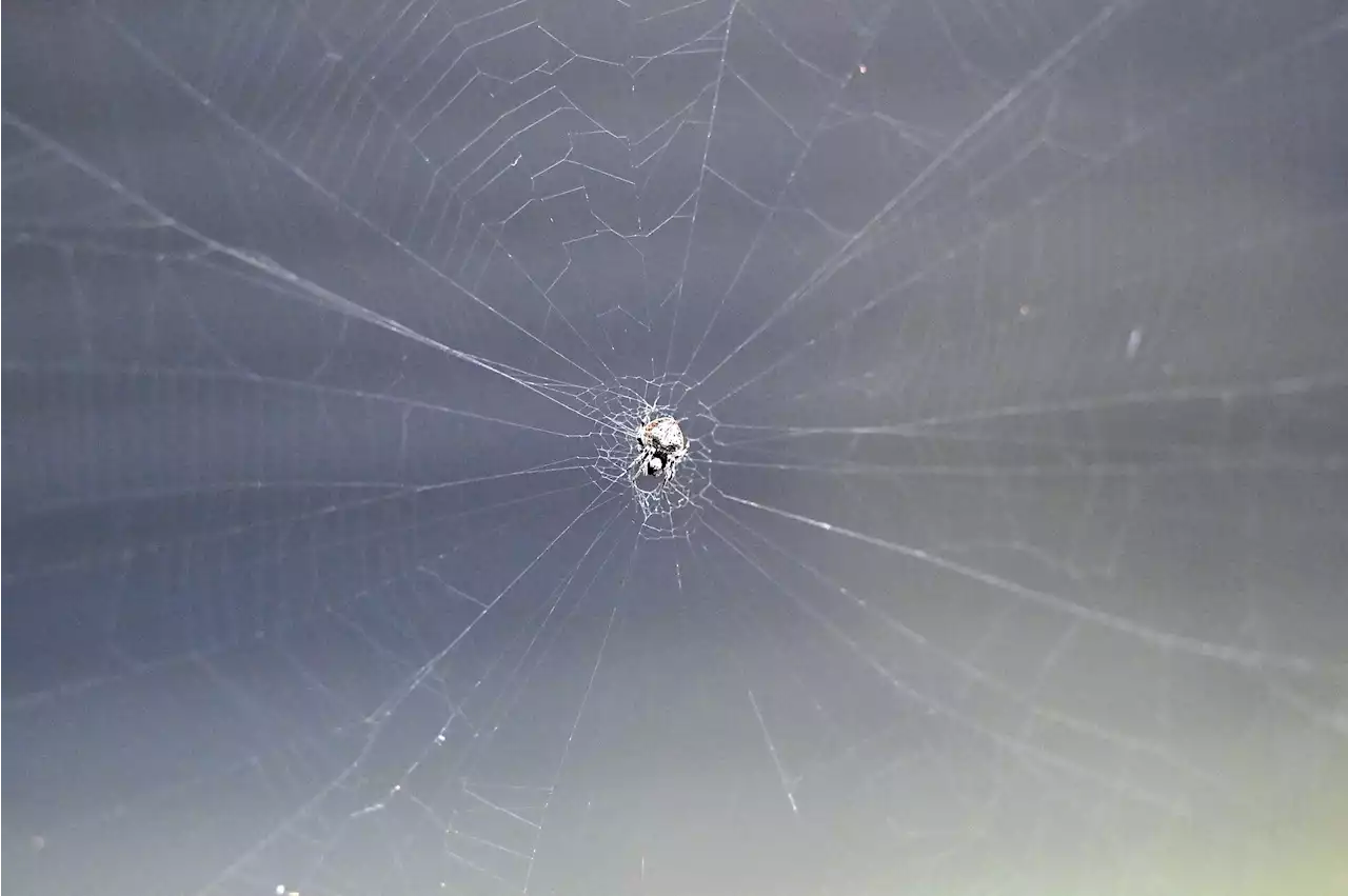 Online Trafficking of Spiders Has Exploded