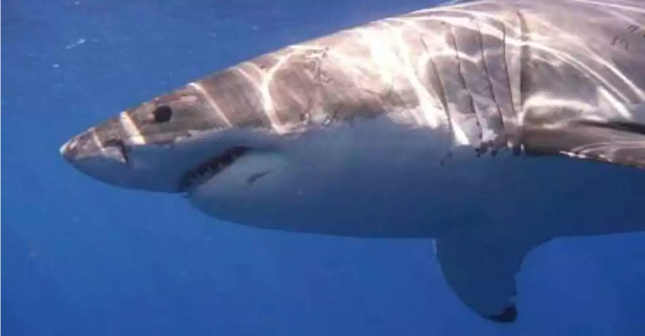 China vlogger who ate great white shark under investigation